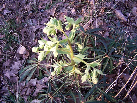 Ranunculus auricomus