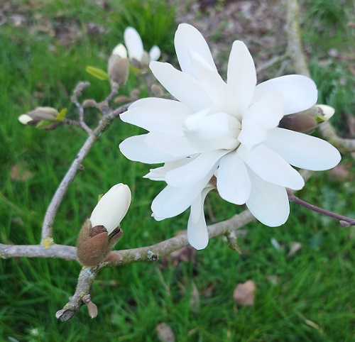 Magnolia stellata
