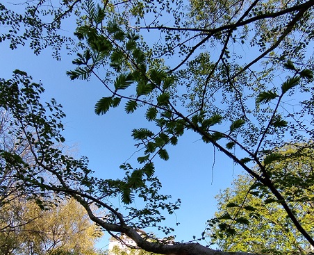 Metasequoia glyptostroboides