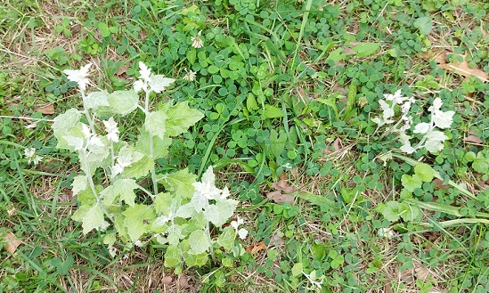 Populus alba, drageons