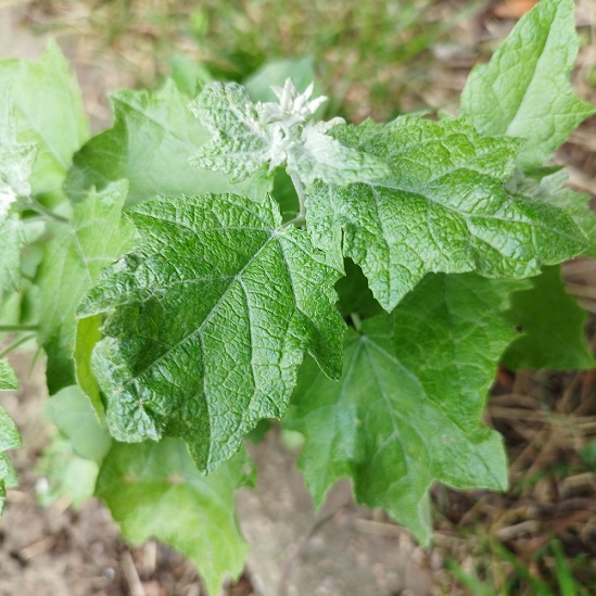 Populus alba, drageon