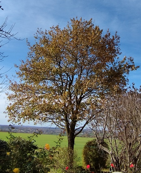 Quercus robur