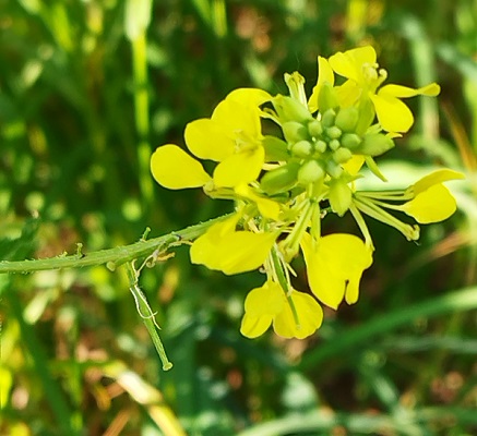 Sinapis arvensis