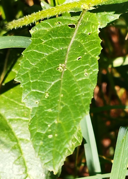 feuille de Sinapis arvensis