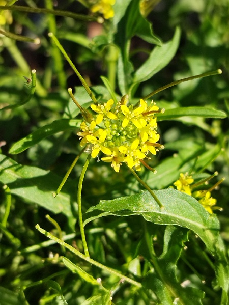 Sisymbrium irio
