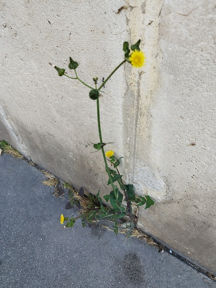 Sonchus oleraceus