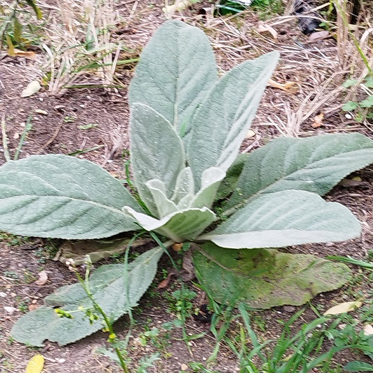Verbascum thapsus, rosette