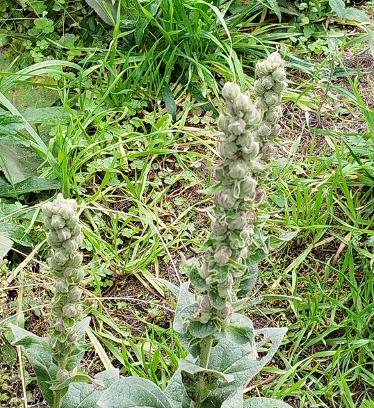 Verbascum thapsus, rosette