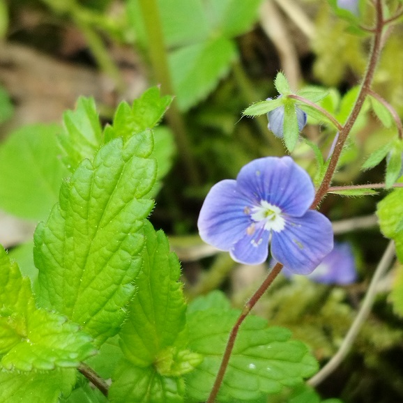 Veronica chamaedrys