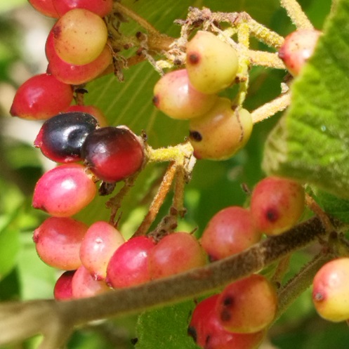 Viburnum lantana, drupes