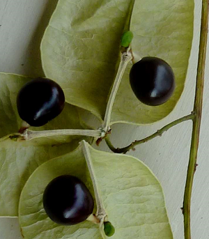 Koelreuteria paniculata, graines noires