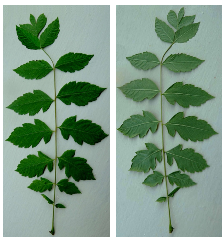 Koelreuteria paniculata, feuille