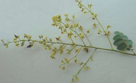 Koelreuteria paniculata, panicule