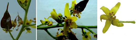 Koelreuteria paniculata, fleurs