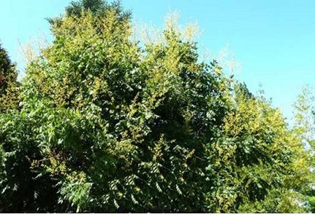 Koelreuteria paniculata