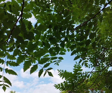 Koelreuteria paniculata, feuillage printannier