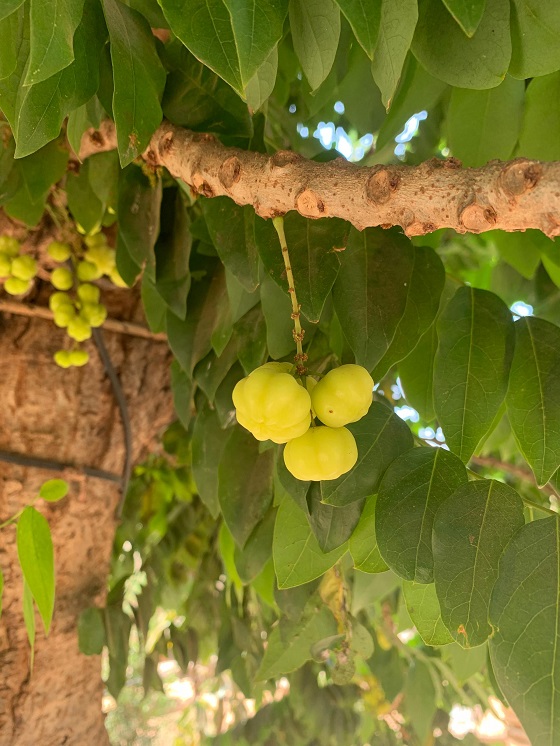 Phyllanthus acidus, fruits