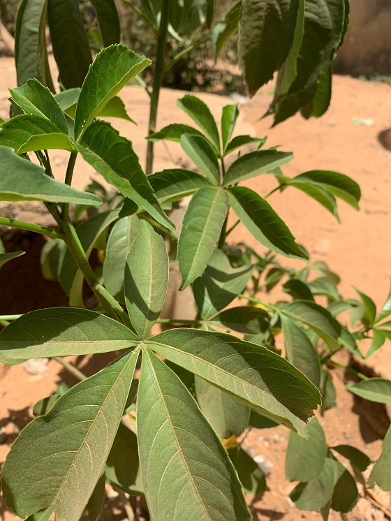 Phyllanthus acidus, feuilles