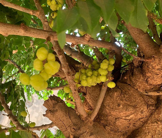 Phyllanthus acidus, fruits