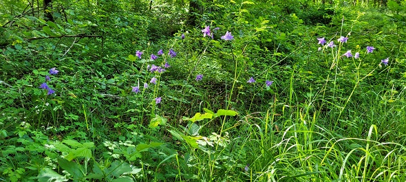 Aquilegia vulgaris