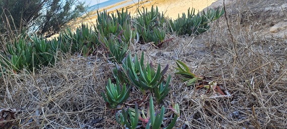 Carpobrotus sp.