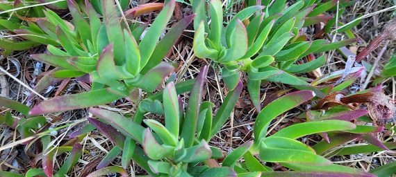 Carpobrotus sp.