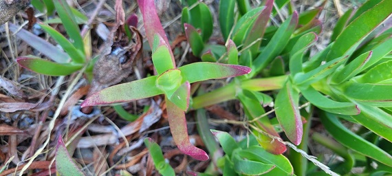 Carpobrotus sp.