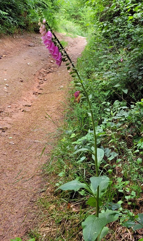 Digitale pourpre, Digitalis purpurea