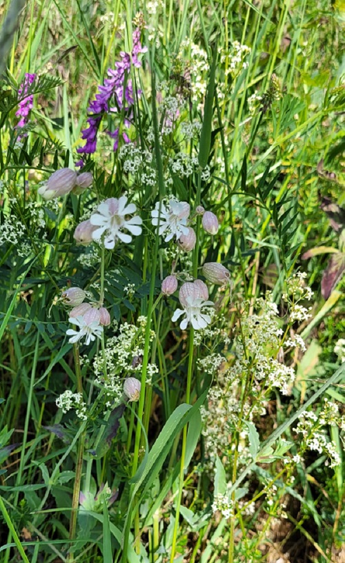Diversité florale : Vicia tenuifolia, Silene vulgaris, Galium mollugo