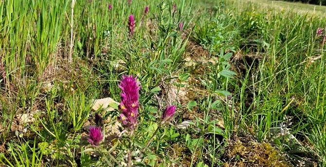 Melampyrum arvense