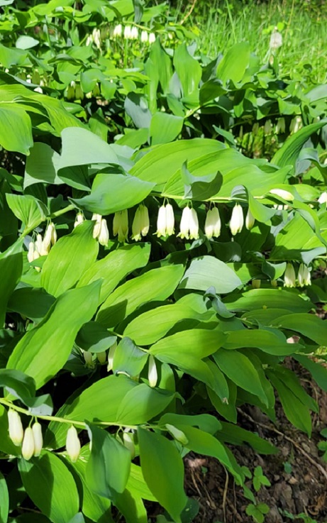 Sceau de Salomon multiflore, Polygonatum multiflorum